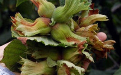 Efor Fındık Gıda Sanayi