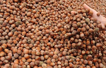 Terzioğlu Fındık Ticaret Ltd. Şti.