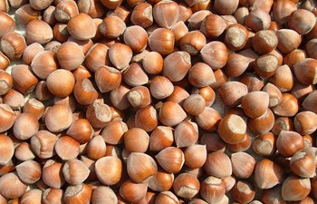 Odak Gıda Ticaret Ve Sanayi Ltd. Şti.