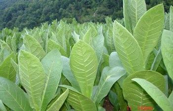 Çakılece Tütün Ürünleri