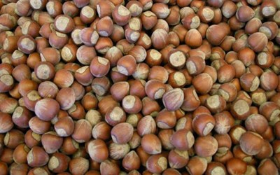 Bordo Gıda Sanayi Ve Ticaret Ltd. Şti.