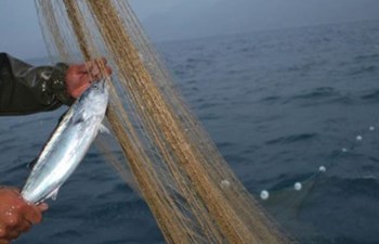 Yahya Denizer Gıda Maddeleri