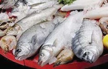 Yılmaz Balıkçılık