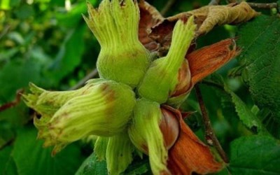 Arslantürk Tarım Ürünleri