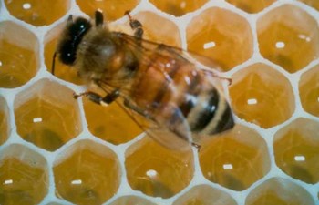 Trabzon İli Arı Yetiştiricileri Birliği