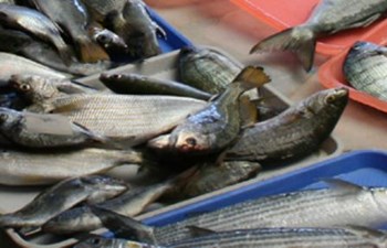 S.S. Sürmene Merkez Su Ürünleri Kooperatifi