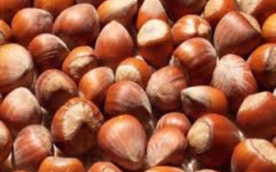 Gözaçan Fındık İnşaat Taahhüt Nakliye Turizm Ve Mühendislik