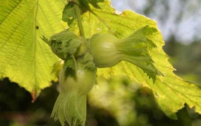 Fevziye Ticaret - Derviş İskender