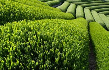 Yılmaz Gıda - Mehmet Yılmaz