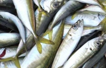 Trabzon Su Ürünleri Ve Gıda Maddeleri Sanayi Ticaret Ltd. Şti.