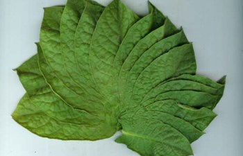 Safka Gıda Sanayi Ve Tütün Mamülleri