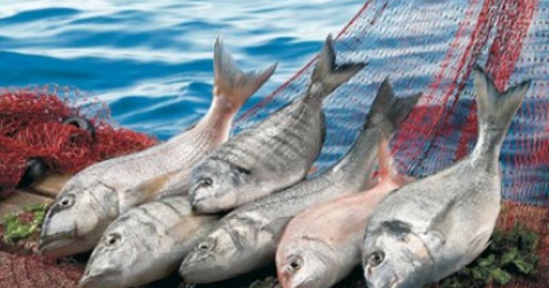 Karakaş Su Ürünleri Sanayi Balıkçılık Ticaret Ltd.Şti.