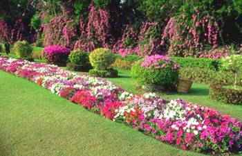 Sahra Tasarım Peyzaj