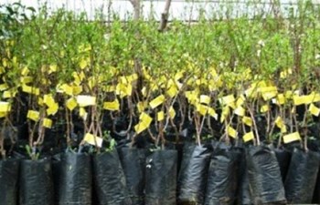 Pektaş Fidancılık